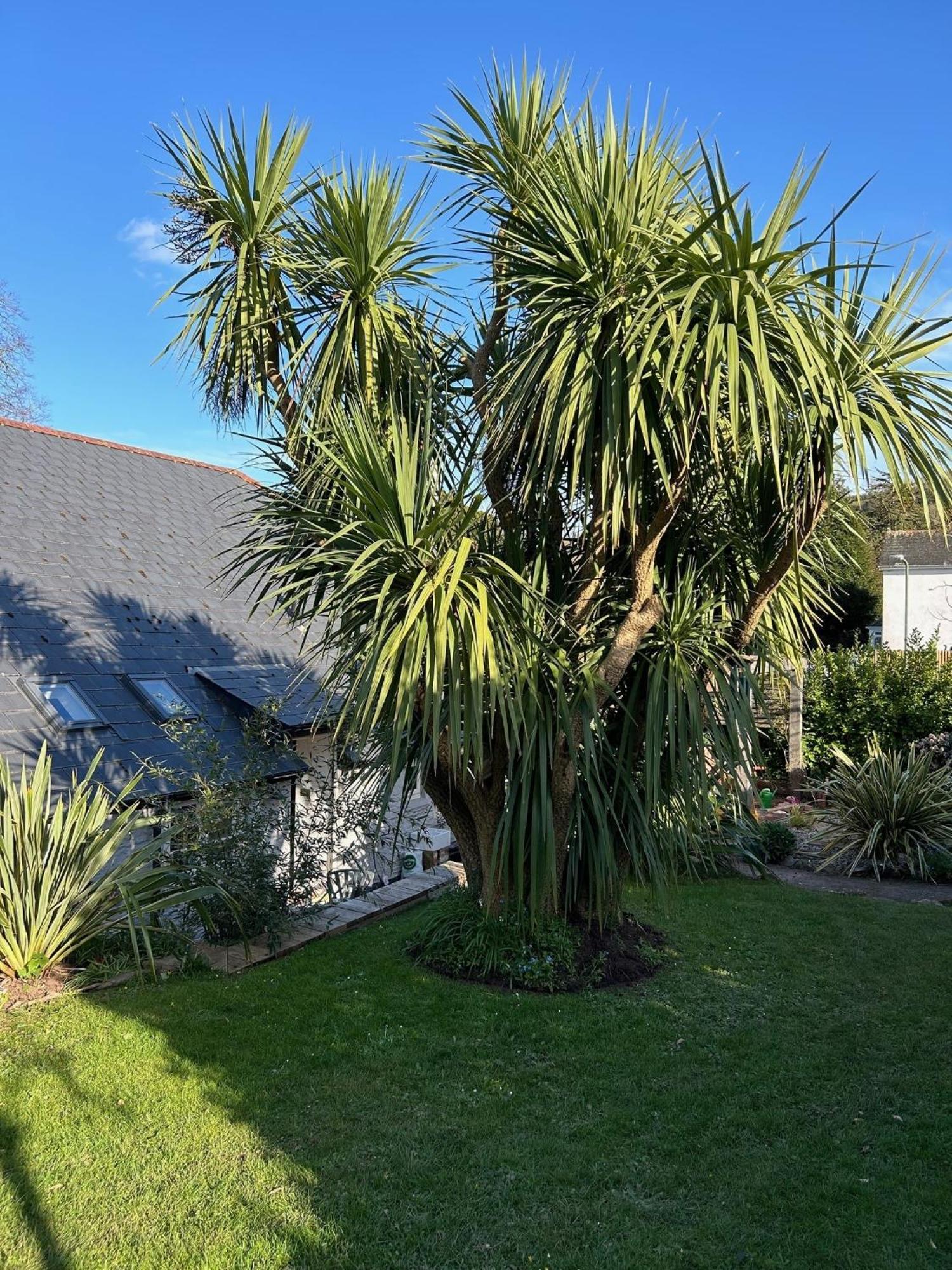 Rosedale A Charming Detached 4 Bedroom Cottage. Brixham Extérieur photo